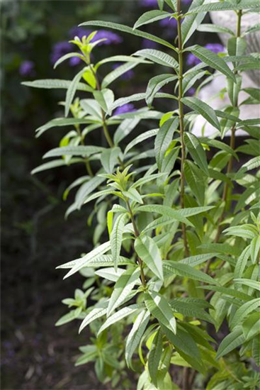 Zitronenverbene 'Freshman'