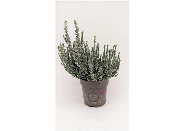 Calluna GG Fluffy P11  Calluna GG Fluffy P11