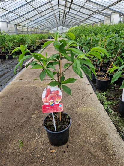 Tellerpfirsich 'Fruit Me® Peach Me Donut'