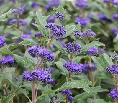 Bartblume Caryopteris clandonensis 'Blue Fountain' ® C 4,6