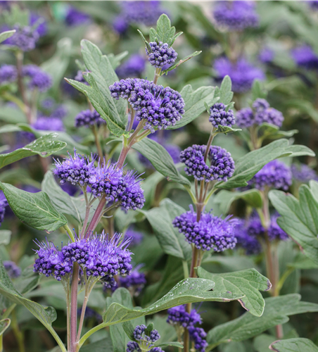 Bartblume Caryopteris clandonensis 'Blue Fountain' ® C 4,6