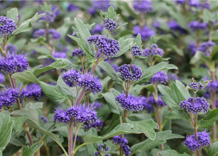 Bartblume Caryopteris clandonensis 'Blue Fountain' ® C 4,6