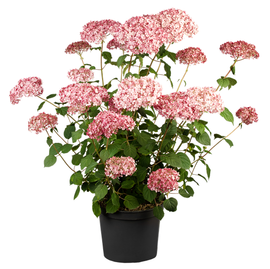 "Hydrangea Arborescens "Pink Annabelle"© C5