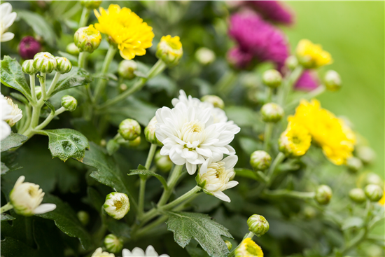 Topf Chrysantheme Mehrfarbig in einem Topf