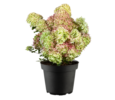 Rispenhortenise Fire Light® C5