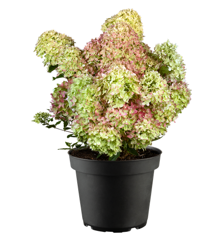 Rispenhortenise Fire Light® C5