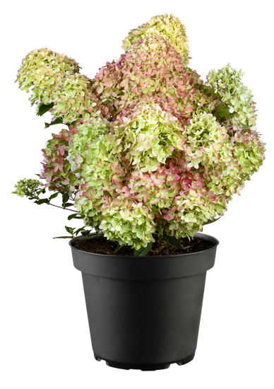 Rispenhortenise Fire Light® C5