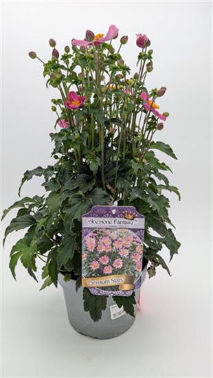Herbstanemone P19 winterhart 