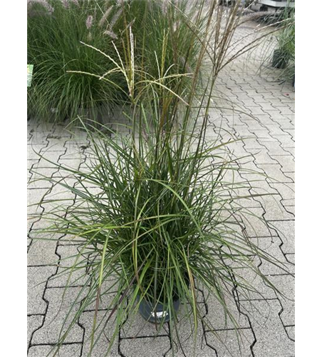 Miscanthus sinensis Cute One®