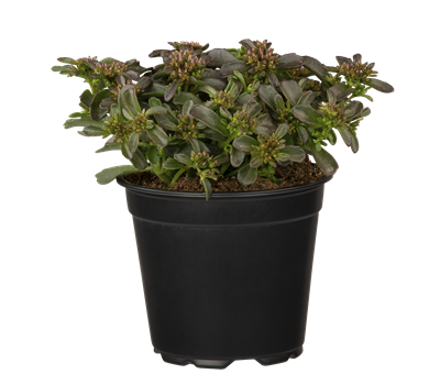 Sedum Spot on Deep Rose