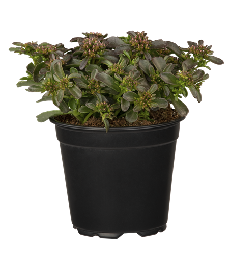 Sedum Spot on Deep Rose