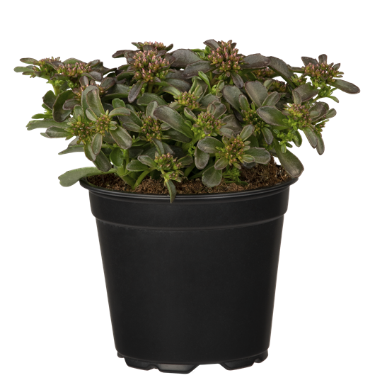 Sedum Spot on Deep Rose