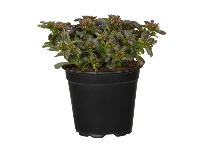 Sedum Spot on Deep Rose