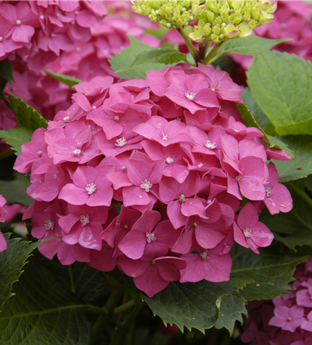 Hortensie C4 Hortensie C4