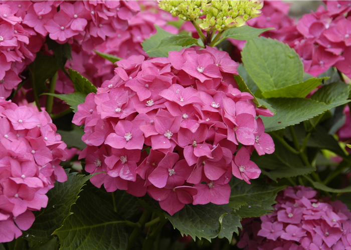 Hortensie C4