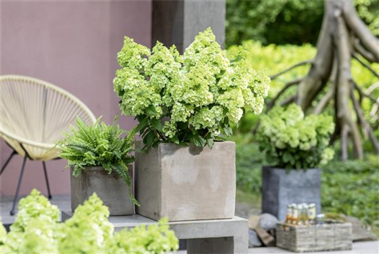 Rispenhortensie Bloomulus P18