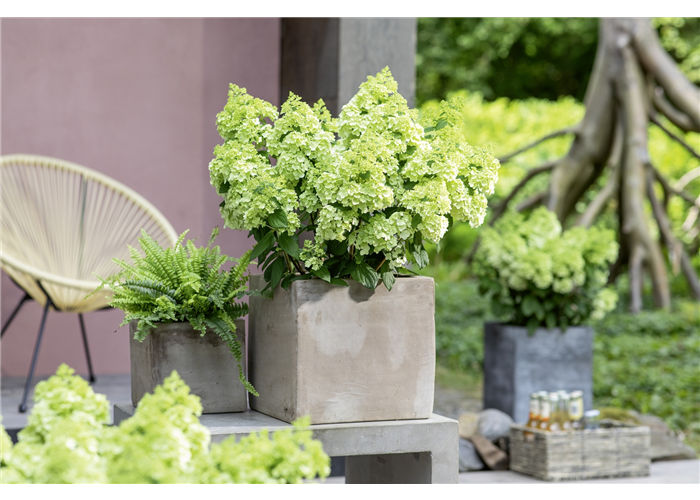 Rispenhortensie Bloomulus C5 Neuheit 2024!