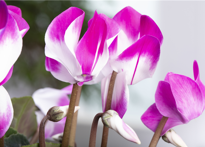 Alpenveilchen Indiaka Alpenveilchen Indiaka