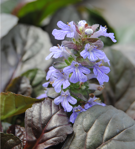 Günsel dunkellaubig