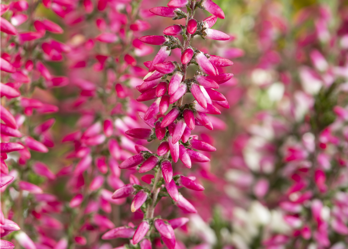 Calluna Beauty Ladies verschiedene Farben Calluna Beauty Ladies verschiedene Farben