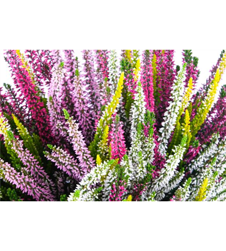 Calluna High Five Calluna High Five