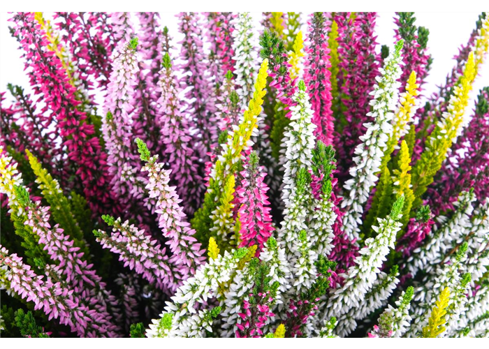 Calluna High Five Calluna High Five