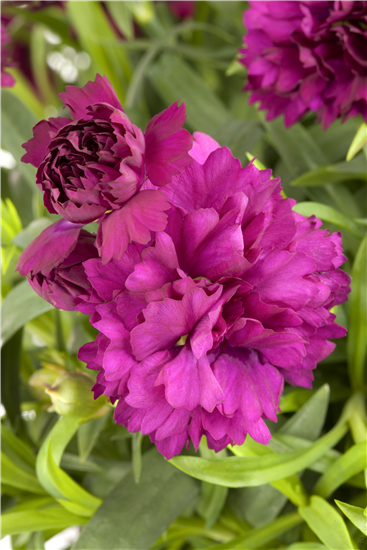 Gartennelke Gartennelke