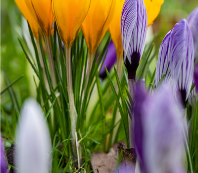 Crocus 