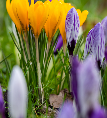 Crocus 