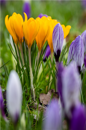 Crocus  Crocus
