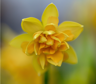 Topfnarzisse Boucle gefüllt blühend gelb 