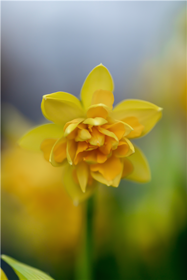 Topfnarzisse Boucle gefüllt blühend gelb  Topfnarzisse Boucle gefüllt blühend gelb