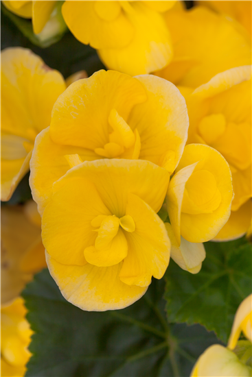 Elatiorbegonie  Elatiorbegonie