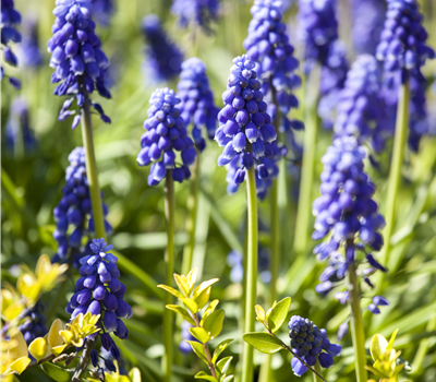 Balkan-Traubenhyazinthe blau Balkan-Traubenhyazinthe blau