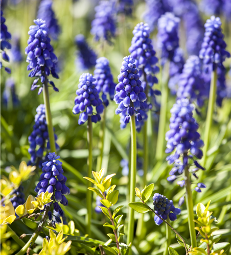 Balkan-Traubenhyazinthe blau
