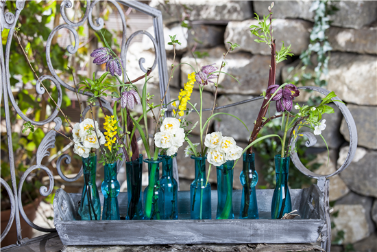 Schachbrettblume  Schachbrettblume