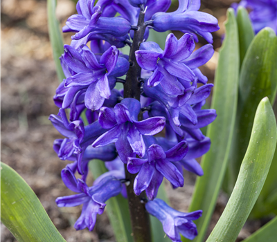 Hyazinthe in MIni Schale