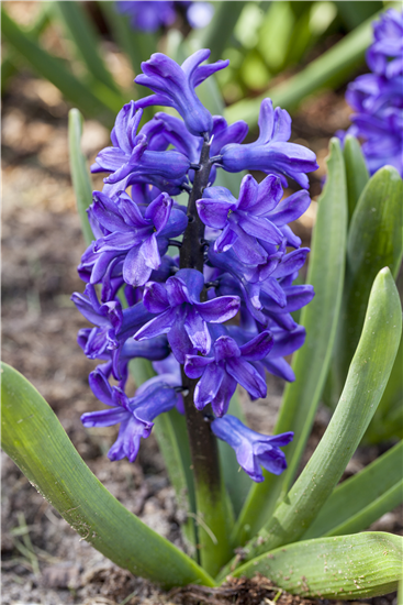 Hyazinthe Mix 3 Zwiebeln  Hyazinthe Mix 3 Zwiebeln