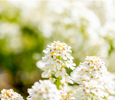 Schleifenblume Fischbeck P13