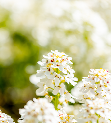 Schleifenblume Fischbeck P13