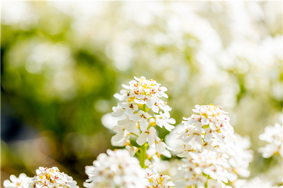 Schleifenblume Fischbeck P13