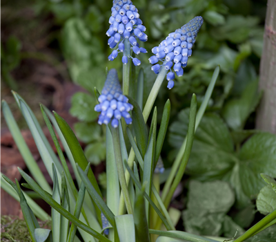 Traubenhyazinthe blau 