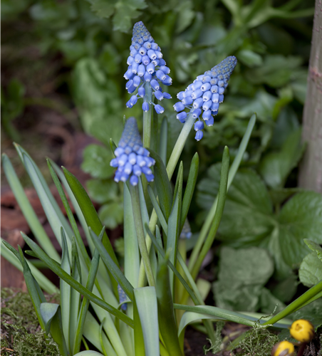 Traubenhyazinthe blau 