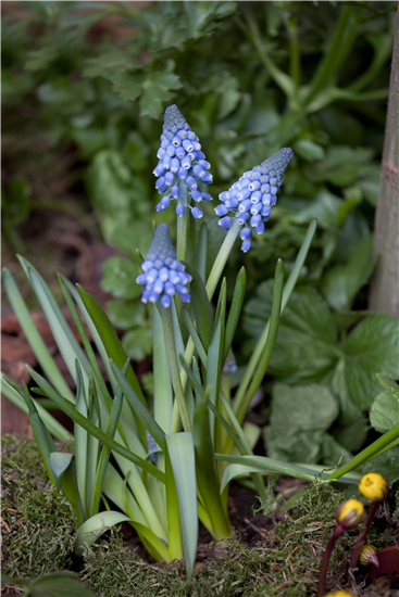 Traubenhyazinthe blau 