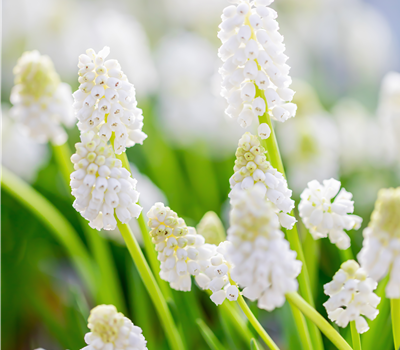 Balkan-Traubenhyazinthe weiß 