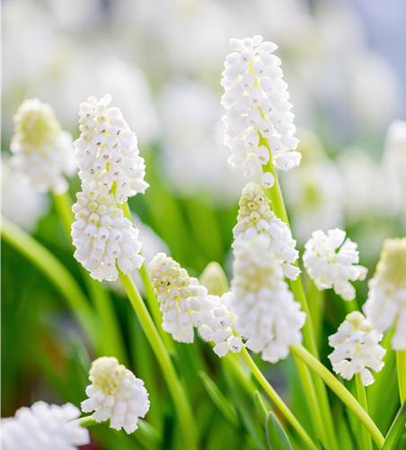 Balkan-Traubenhyazinthe weiß 