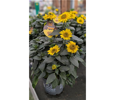 Sonnenblume SunCatcher® C3 Winterhart!