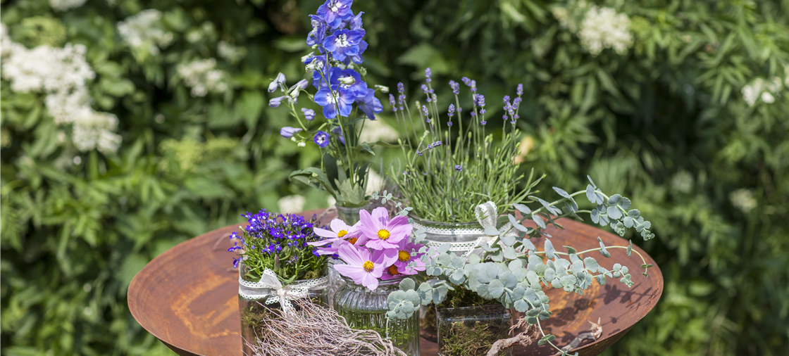 Delphinium, Lavandula, Sedum, Lobelia erinus, Cosmea