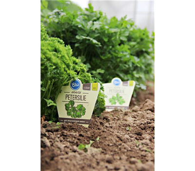 Bio-Petersilie krause