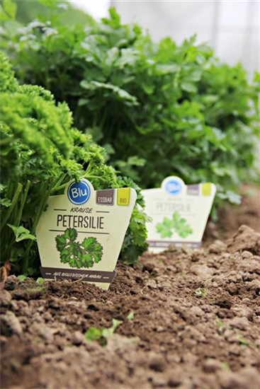 Bio-Petersilie krause